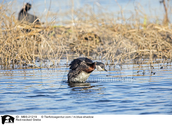 Rothalstaucher / Red-necked Grebe / MBS-21219