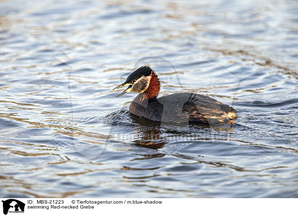 schwimmender Rothalstaucher / swimming Red-necked Grebe / MBS-21223