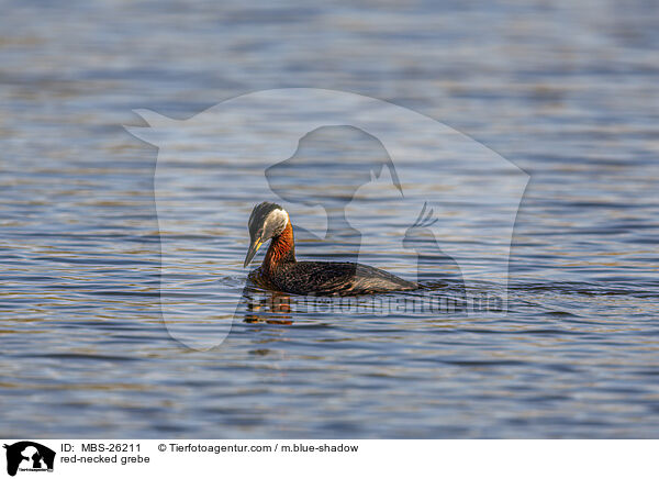 Rothalstaucher / red-necked grebe / MBS-26211