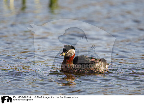 Rothalstaucher / red-necked grebe / MBS-26214