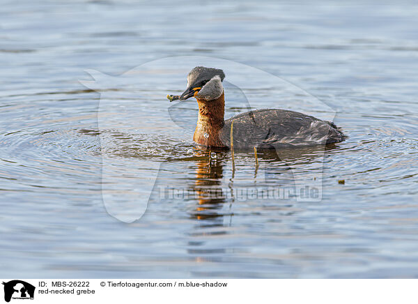 Rothalstaucher / red-necked grebe / MBS-26222