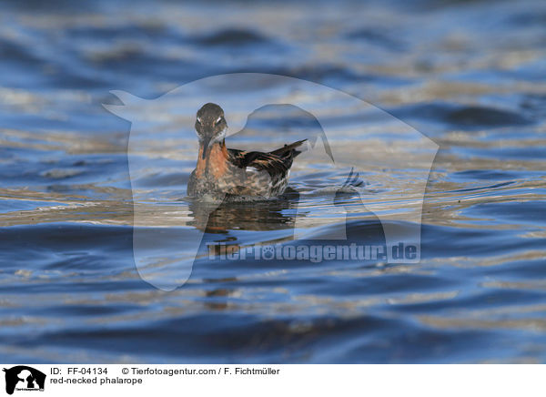 Odinshhnchen / red-necked phalarope / FF-04134