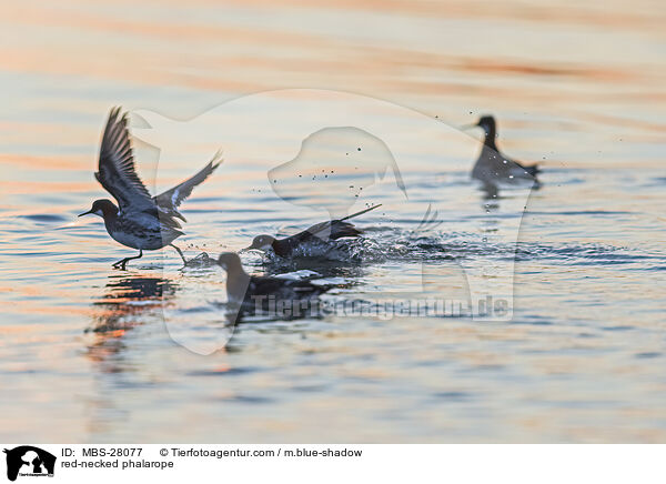 Odinshhnchen / red-necked phalarope / MBS-28077