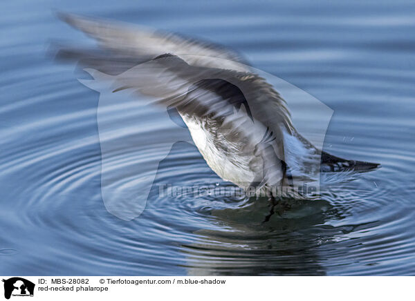 Odinshhnchen / red-necked phalarope / MBS-28082