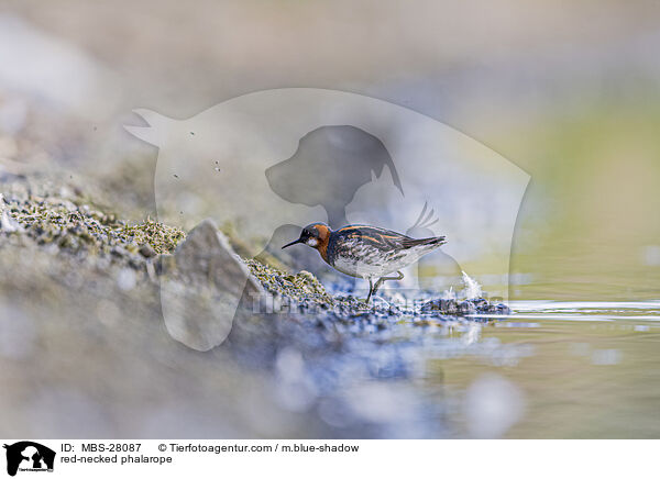 Odinshhnchen / red-necked phalarope / MBS-28087