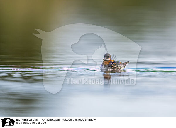 Odinshhnchen / red-necked phalarope / MBS-28088