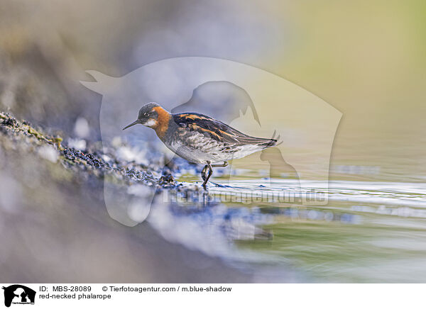 Odinshhnchen / red-necked phalarope / MBS-28089