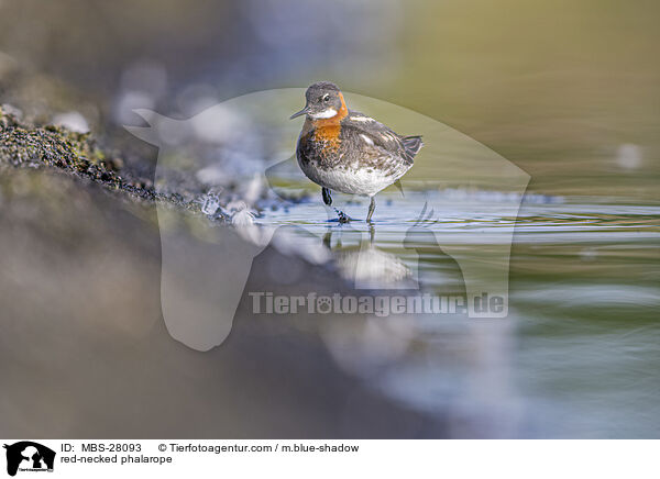 Odinshhnchen / red-necked phalarope / MBS-28093