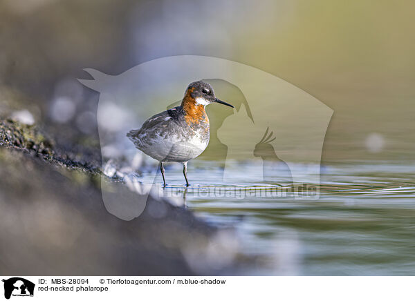 Odinshhnchen / red-necked phalarope / MBS-28094