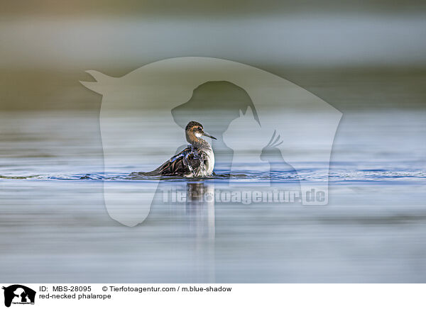 Odinshhnchen / red-necked phalarope / MBS-28095