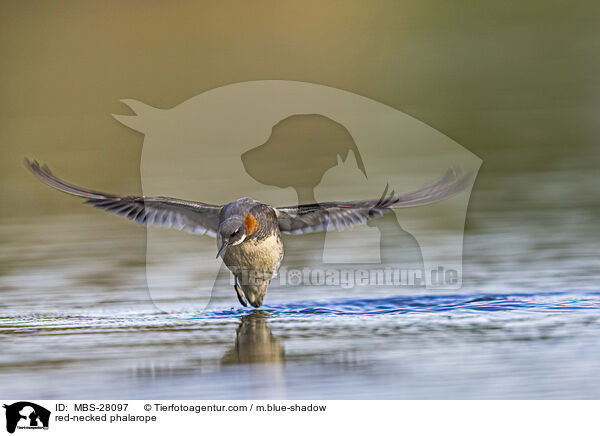 Odinshhnchen / red-necked phalarope / MBS-28097