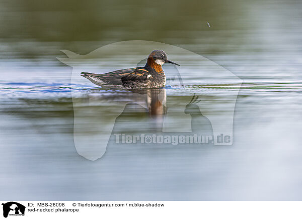 Odinshhnchen / red-necked phalarope / MBS-28098