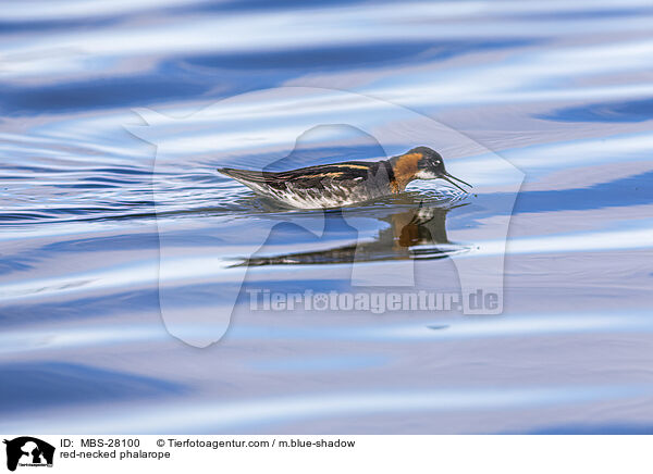 Odinshhnchen / red-necked phalarope / MBS-28100