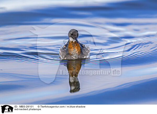 Odinshhnchen / red-necked phalarope / MBS-28101