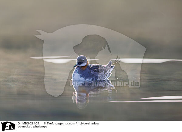 Odinshhnchen / red-necked phalarope / MBS-28105