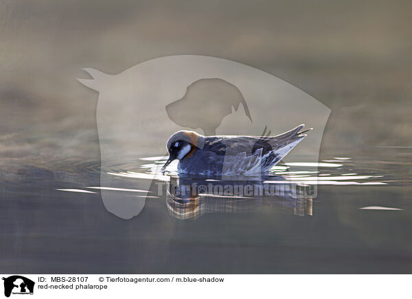 Odinshhnchen / red-necked phalarope / MBS-28107