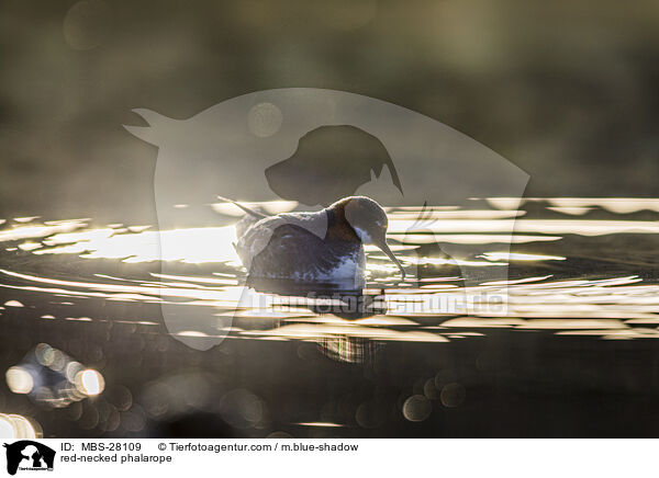 Odinshhnchen / red-necked phalarope / MBS-28109