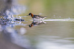 red-necked phalarope