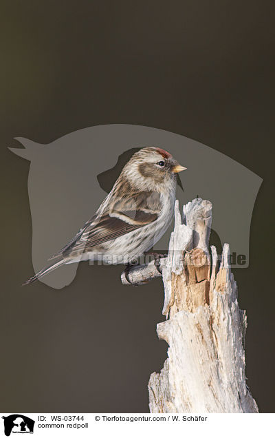 common redpoll / WS-03744