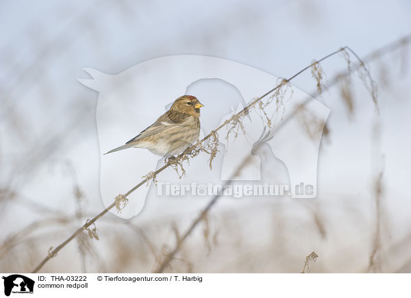 common redpoll / THA-03222