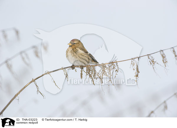 common redpoll / THA-03223