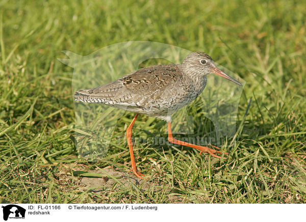 Rotschenkel / redshank / FL-01166