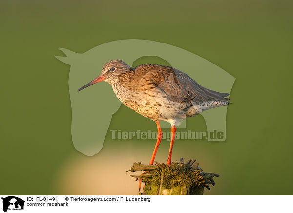 Rotschenkel / common redshank / FL-01491