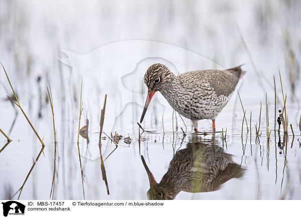 Rotschenkel / common redshank / MBS-17457