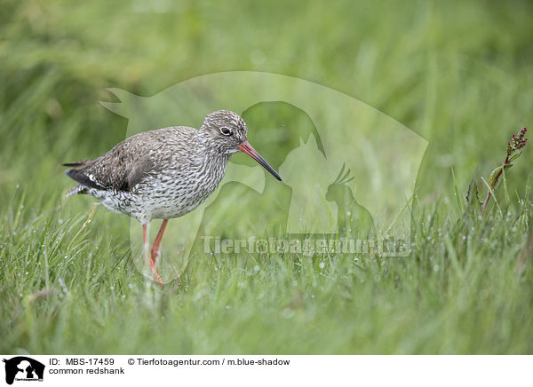 Rotschenkel / common redshank / MBS-17459