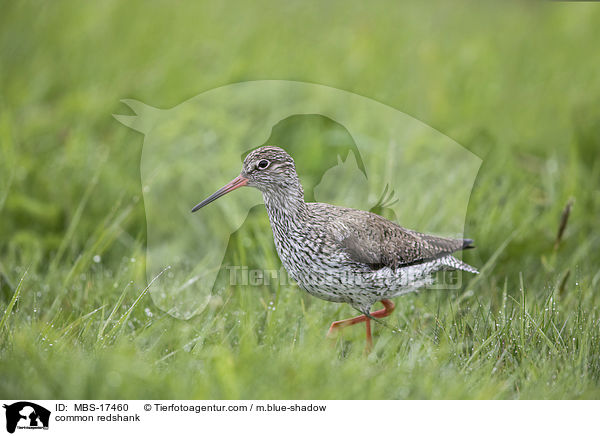 Rotschenkel / common redshank / MBS-17460