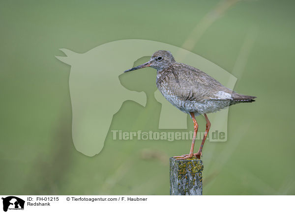 Rotschenkel / Redshank / FH-01215