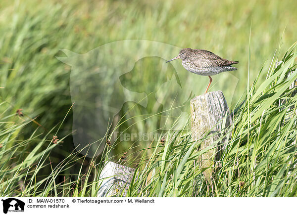 Rotschenkel / common redshank / MAW-01570