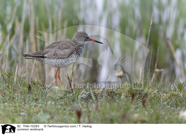 common redshank / THA-10283