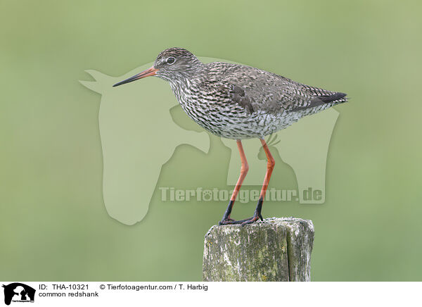 Rotschenkel / common redshank / THA-10321