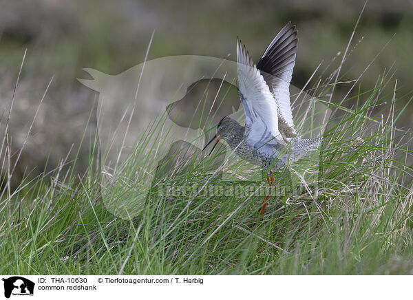 Rotschenkel / common redshank / THA-10630