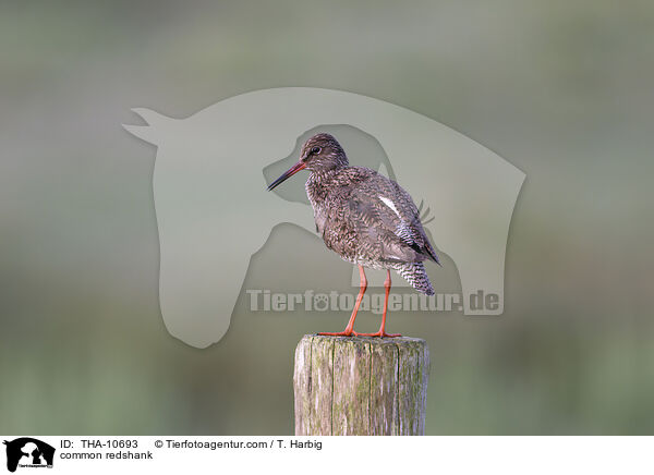 common redshank / THA-10693