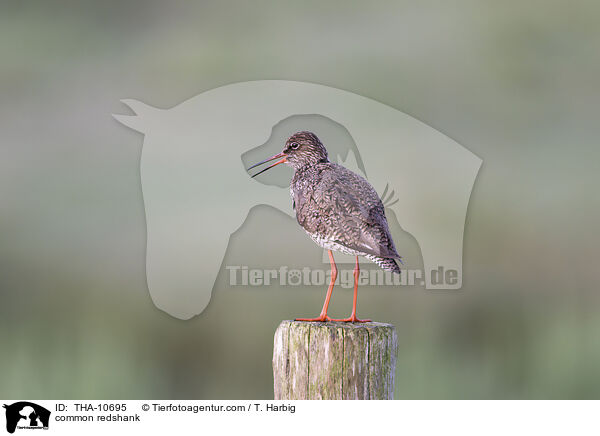 Rotschenkel / common redshank / THA-10695