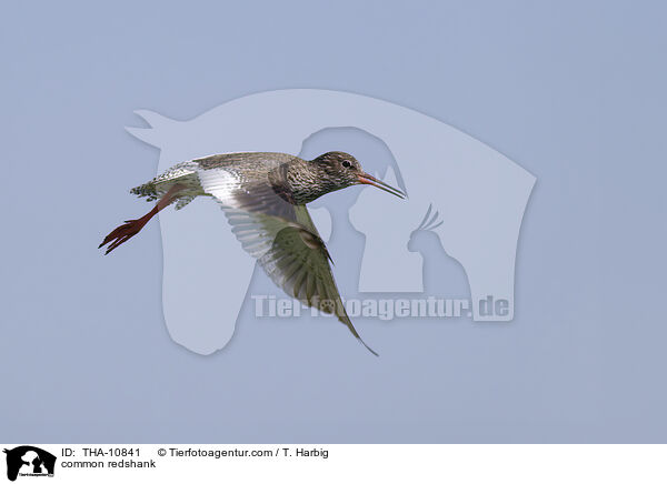 Rotschenkel / common redshank / THA-10841