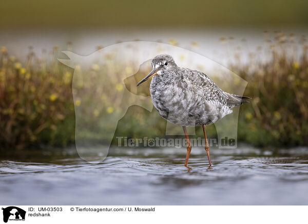 redshank / UM-03503