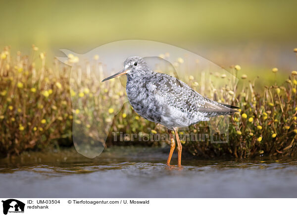 Rotschenkel / redshank / UM-03504