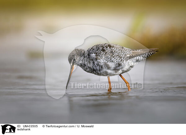 redshank / UM-03505