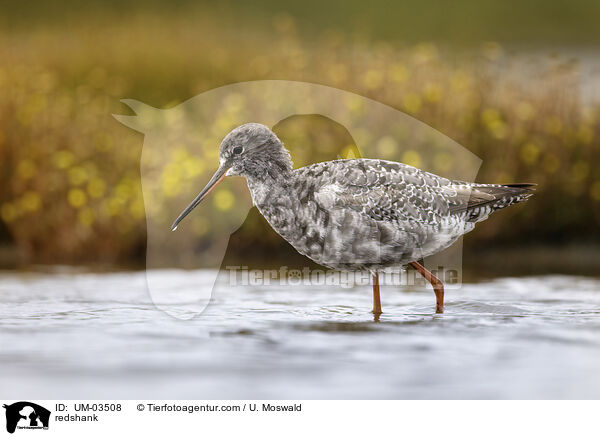 Rotschenkel / redshank / UM-03508