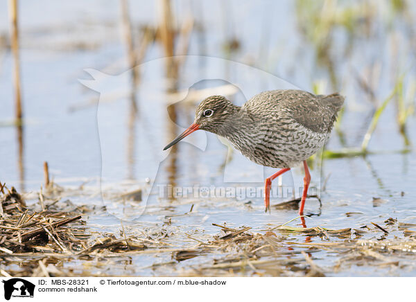 Rotschenkel / common redshank / MBS-28321