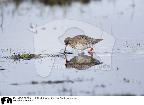 Rotschenkel / common redshank / MBS-28330