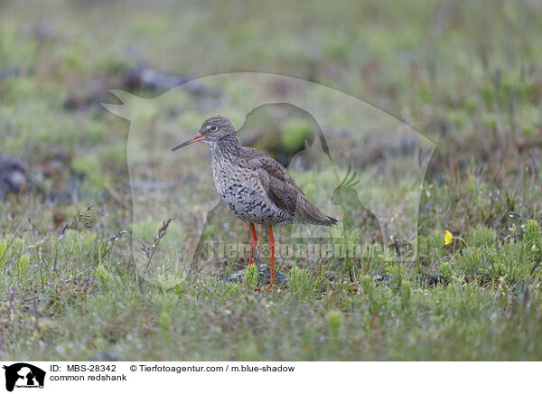 Rotschenkel / common redshank / MBS-28342