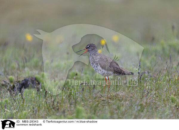 Rotschenkel / common redshank / MBS-28343