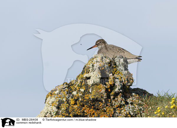 Rotschenkel / common redshank / MBS-28408