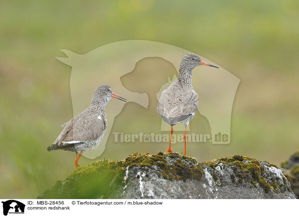 Rotschenkel / common redshank / MBS-28456