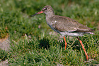 common redshank