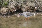 common redshank